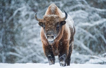У Беларусь можа прыйсці мароз да −20°С