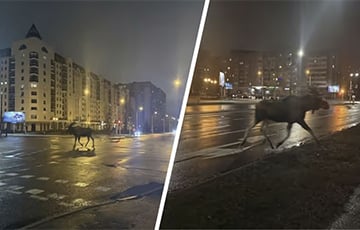 У цэнтры Мінска на вуліцах заўважылі лася
