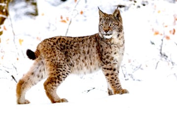 В Бобруйском районе из капкана спасли рысенка