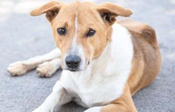 Параненую сляпую сабаку знайшлі ў лесе пад Гроднам