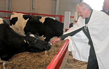 Лукашенко приехал открывать производство ИИ-телевизоров: ему показали доильный аппарат