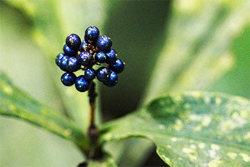 Ягода, которая обманула законы физики