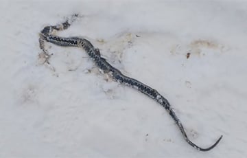 В Беларуси зимой в снегу заметили ужа