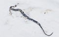 В Беларуси зимой в снегу заметили ужа