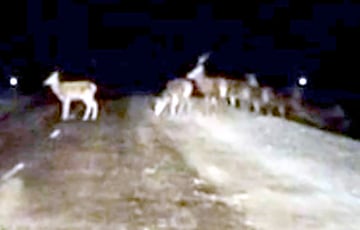 «Дзед Мароз забыў на дарозе сваіх запрэжных аленяў?»