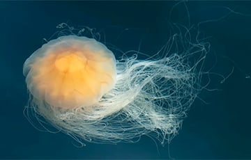 Ученые: В океане прячется медуза невероятных размеров