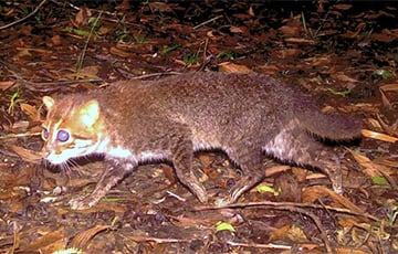 Редкую кошку с плоской головой заметили впервые за 30 лет