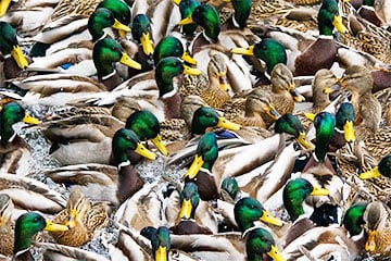 У Магілёве заўважылі вялізарнае скапленне качак