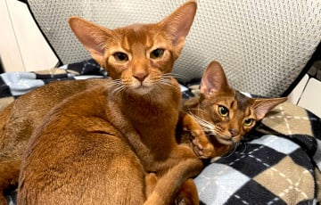 Как ухаживать за домашними животными в холодную погоду