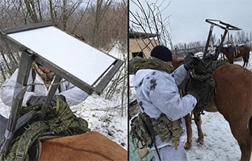 Россияне устанавливают терминалы Starlink на лошадей