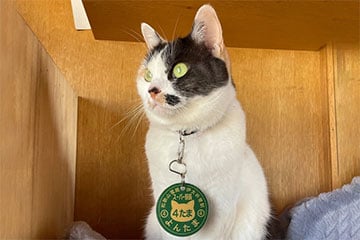 У Японіі кішку прызначылі на важную пасаду