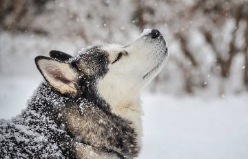 Белорус запряг собак в упряжку и проехался по свежему снегу