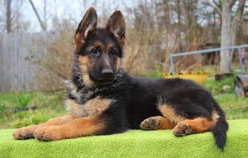 Навукоўцы высветлілі, навошта сабакі падслухоўваюць сваіх гаспадароў