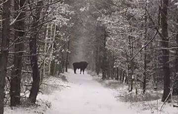 «Пашанцавала двойчы»: у цэнтры Беларусі мужчына сустрэў зуброў