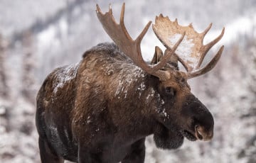 Лоси вышли на дорогу под Гомелем