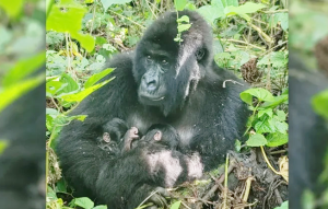В Африке у горной гориллы родились невероятно редкие близнецы
