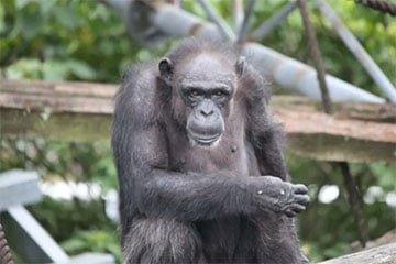 Шимпанзе-гений умерла в Японии