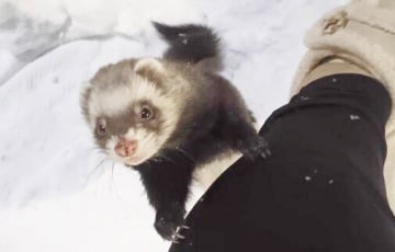 Под Минском обнаружили трех дружелюбных хорьков