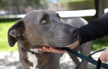 Politico: Сербия разрешила шпионам Путина тестировать на собаках «звуковые пушки»