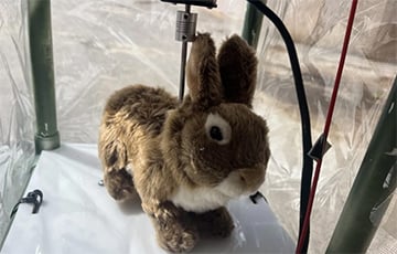 Ученые создали роботов-кроликов для борьбы с питонами