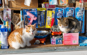 «Выручка — 500 рублёў у дзень»