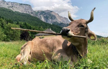 Аўстрыйская карова асвоіла інструменты