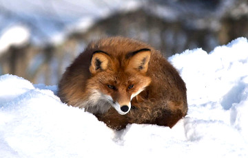 Лиса устроила себе «норку» на крыше здания в Глубоком