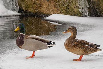 У Іванаве сотні качак патрапілі ў ледзяную пастку