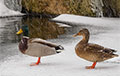 В Иванове сотни уток попали в ледяную ловушку