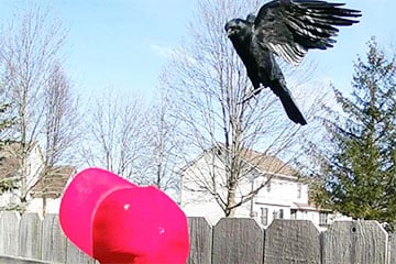 Американец научил ворон атаковать сторонников Трампа