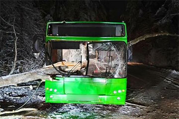На М10 дерево упало на проезжавший мимо автобус