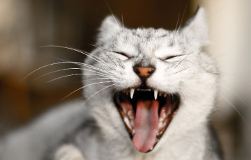 Навукоўцы растлумачылі, чаму кацінае мяуканне — інструмент маніпуляцыі