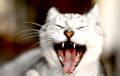 Навукоўцы растлумачылі, чаму кацінае мяуканне — інструмент маніпуляцыі