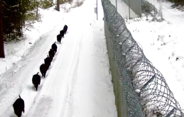 У белорусско-литовской границы заметили стадо голодных кабанов