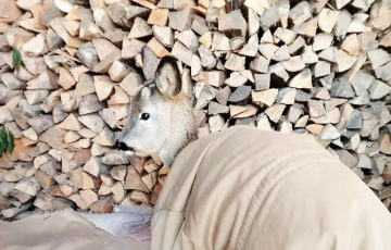 Под Бобруйском оригинально спасли косулю