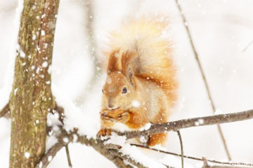 Какой будет погода в областных центрах Беларуси ночью и днем 29 января
