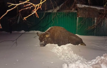 Зубр вышел к людям в Осиповичском районе