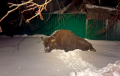 Зубр вышел к людям в Осиповичском районе