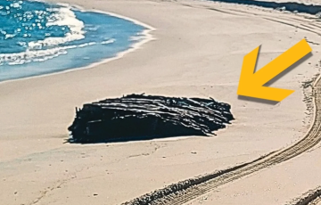 Раскрыта величайшая тайна 19-го века