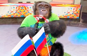 Видеофакт: Обезьяна с российским флагом под песню Газманова скачет на лошади по цирковой арене