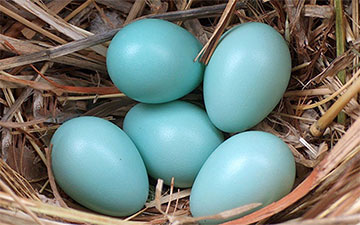 В Беларуси собираются продавать куриные яйца необычной расцветки