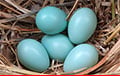 В Беларуси собираются продавать куриные яйца необычной расцветки
