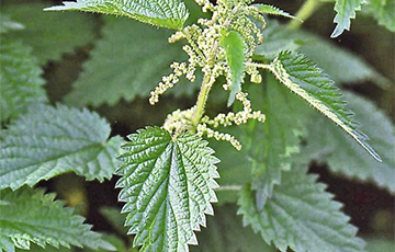 У Беларусі пачалі выпускаць хлеб з крапівой