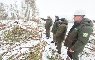 Як выглядаюць беларускія лясы пасля леташняй буры