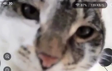 В Сети завирусился кот-хакер