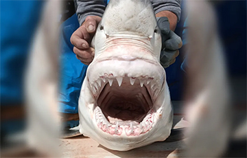 Ученые: В Средиземном море живет стая больших белых акул, о которой никто не знал