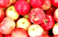 Названы шесть самых полезных видов яблок для пищеварения, сердца и уровня сахара