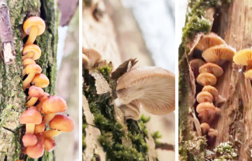 Белорусы отправились в лес за грибами в феврале