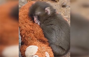 Як маленькая малпачка знайшла суцяшэнне ў плюшавай цаццы