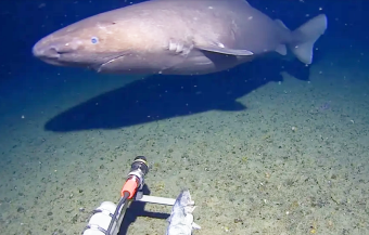 Их никогда не видели здесь прежде: впервые в истории акулу заметили в водах Антарктиды